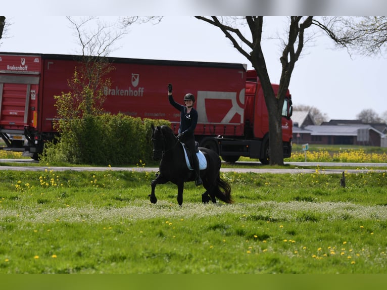 Fries paard Ruin 3 Jaar 164 cm  in Mijnsheerenland