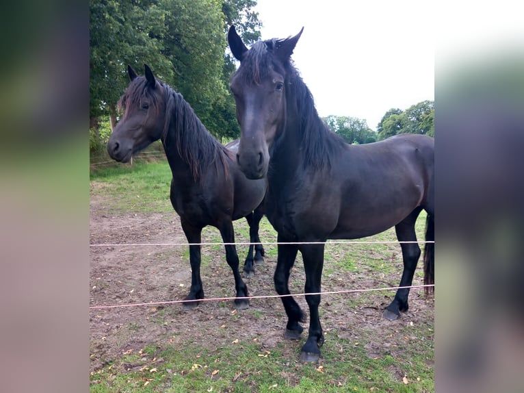 Fries paard Mix Ruin 3 Jaar 164 cm Zwart in Gro&#xDF;efehn Bagband