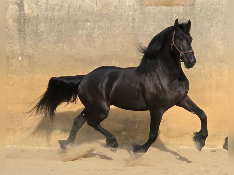 Fries paard Ruin 3 Jaar 164 cm Zwart in Ochtendung