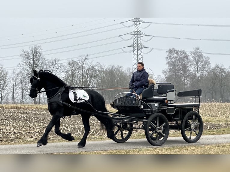 Fries paard Ruin 3 Jaar 165 cm Zwart in Riedlingen