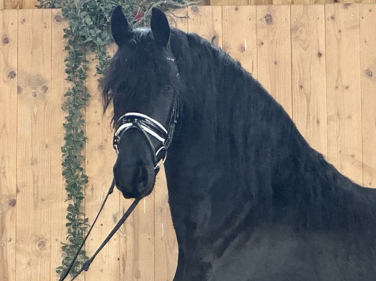 Fries paard Ruin 3 Jaar 165 cm Zwart in Riedlingen