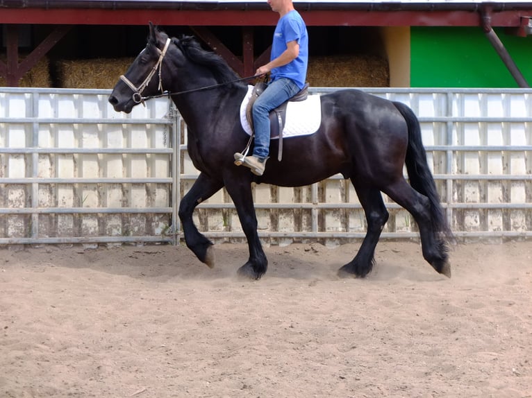 Fries paard Mix Ruin 3 Jaar 165 cm Zwart in Buttstädt