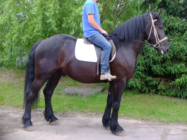 Fries paard Mix Ruin 3 Jaar 165 cm Zwart in Buttstädt