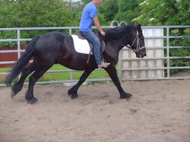 Fries paard Mix Ruin 3 Jaar 165 cm Zwart in Buttstädt