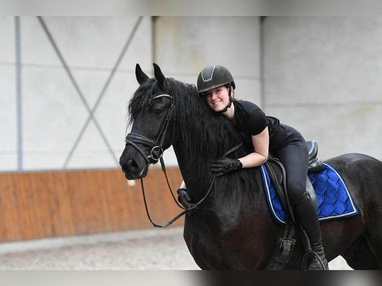Fries paard Ruin 3 Jaar 166 cm Zwart in Mijnsheerenland