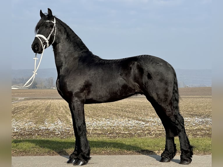 Fries paard Ruin 3 Jaar 167 cm Zwart in Riedlingen