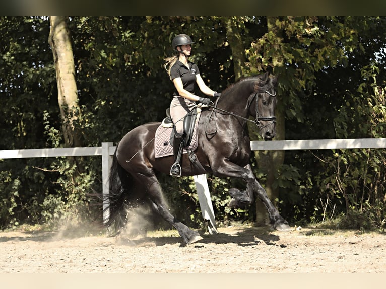 Fries paard Ruin 3 Jaar 167 cm Zwart in Britswert