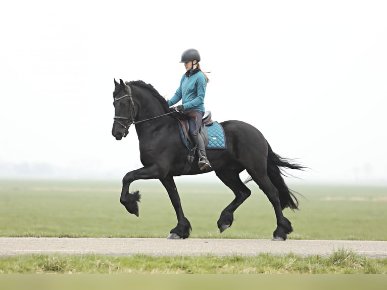 Fries paard Ruin 3 Jaar 167 cm Zwart in Britswert