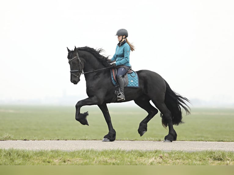 Fries paard Ruin 3 Jaar 167 cm Zwart in Britswert