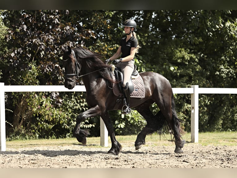 Fries paard Ruin 3 Jaar 167 cm Zwart in Britswert