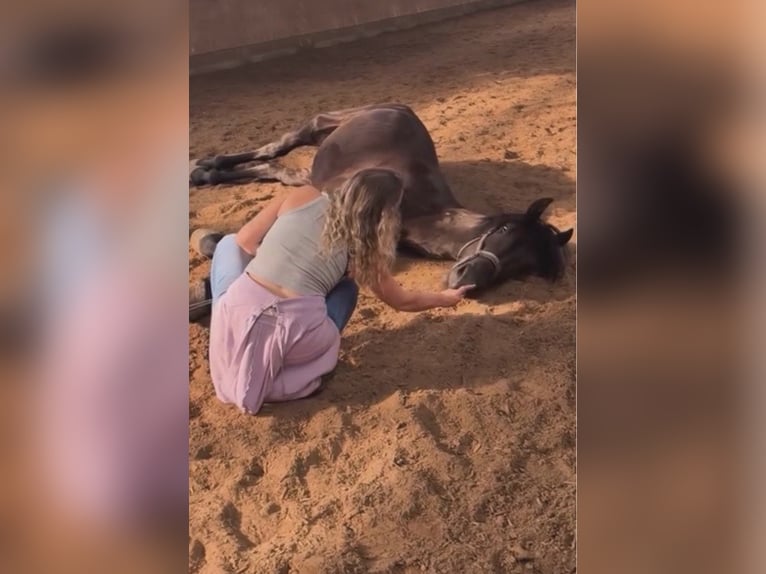 Fries paard Ruin 3 Jaar 168 cm Zwart in Bad Salzuflen