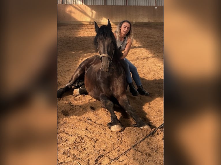 Fries paard Ruin 3 Jaar 168 cm Zwart in Bad Salzuflen