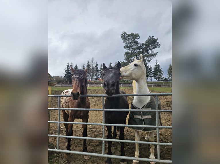 Fries paard Mix Ruin 3 Jaar 170 cm Appaloosa in Anger