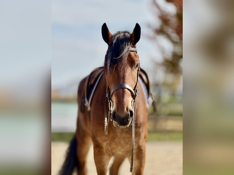 Fries paard Mix Ruin 3 Jaar 170 cm Roodbruin in Gap