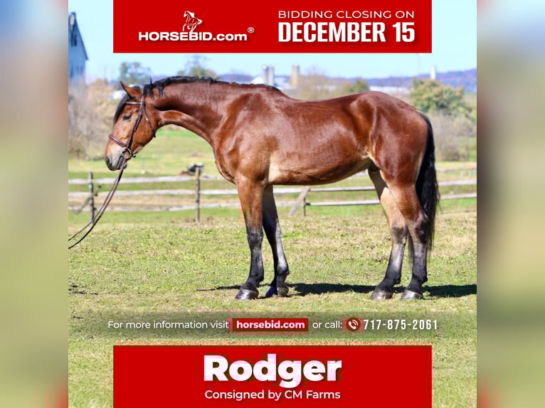 Fries paard Mix Ruin 3 Jaar 170 cm Roodbruin in Gap