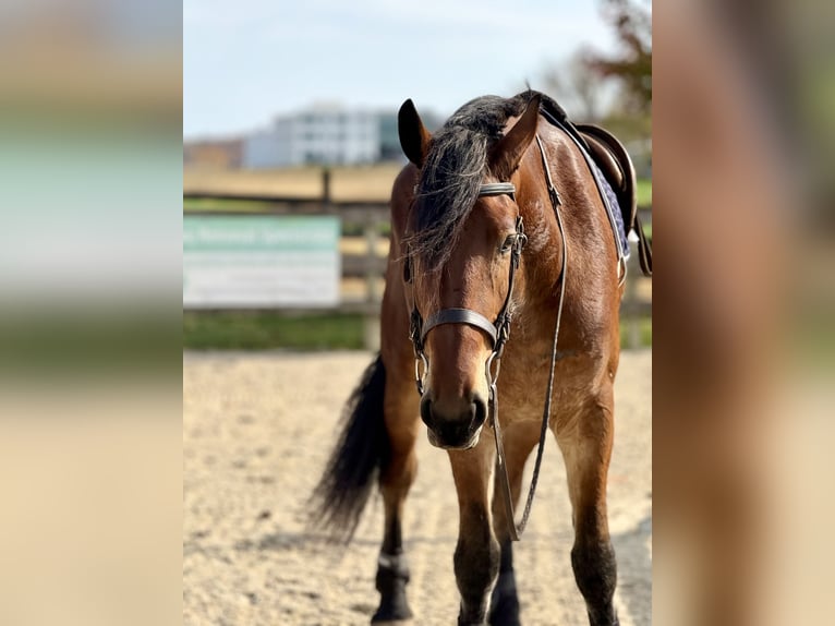 Fries paard Mix Ruin 3 Jaar 170 cm Roodbruin in Gap