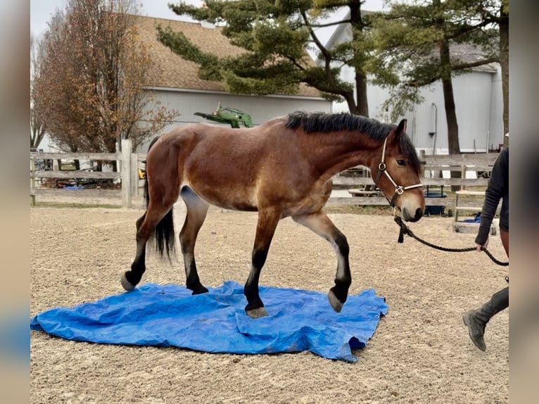 Fries paard Mix Ruin 3 Jaar 170 cm Roodbruin in Gap