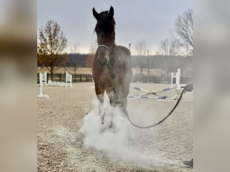 Fries paard Mix Ruin 3 Jaar 170 cm Roodbruin in Gap