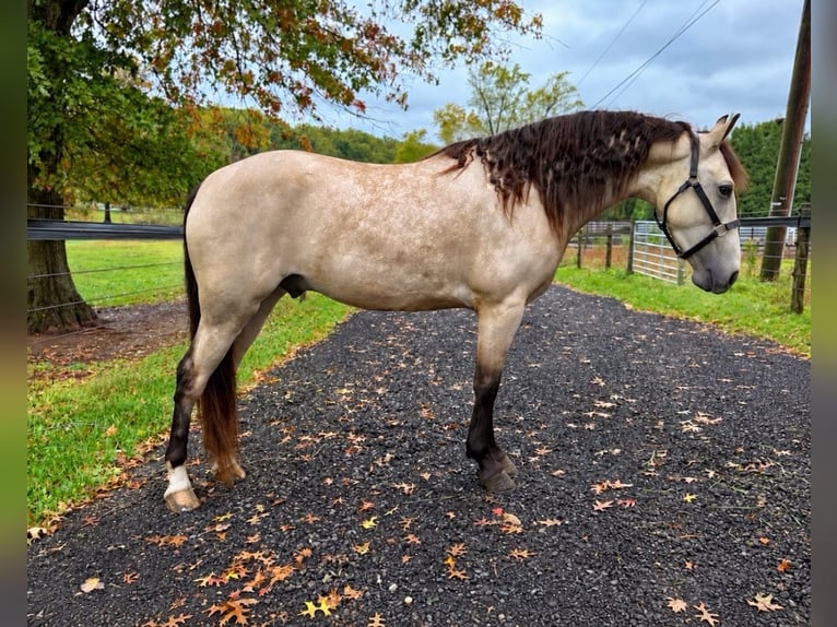 Fries paard Mix Ruin 3 Jaar Buckskin in Allentown