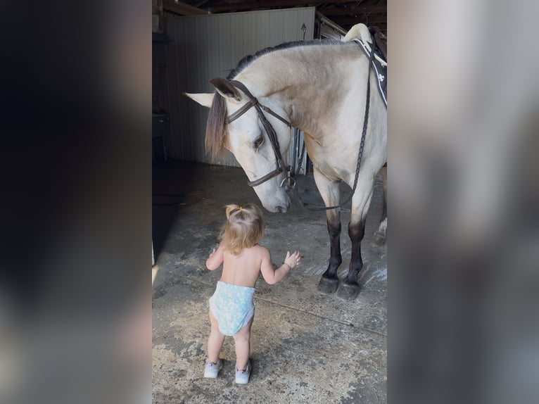 Fries paard Mix Ruin 3 Jaar Buckskin in Allentown