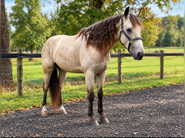 Fries paard Mix Ruin 3 Jaar Buckskin in Allentown