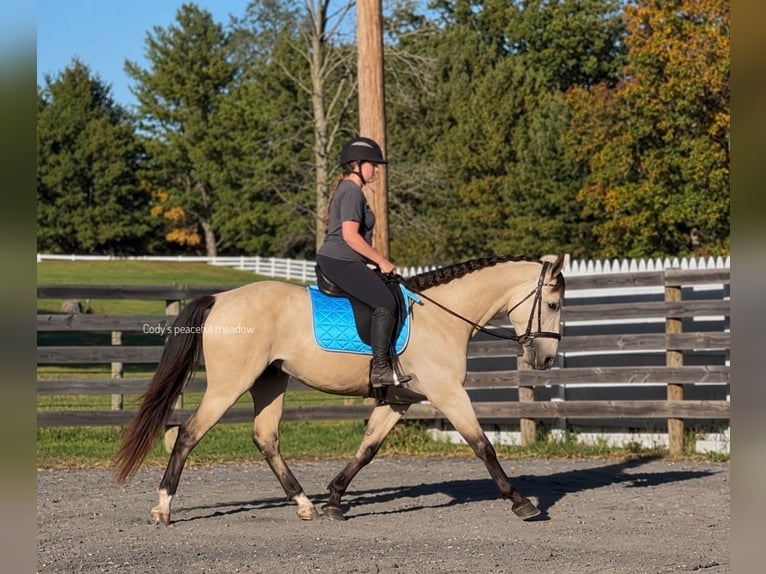 Fries paard Mix Ruin 3 Jaar Buckskin in Allentown