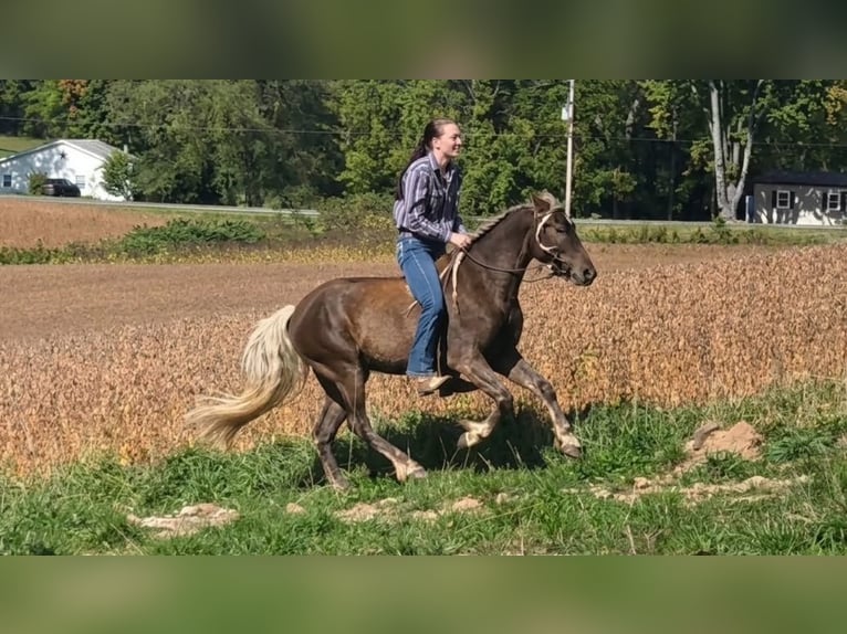 Fries paard Ruin 3 Jaar Champagne in Lyons