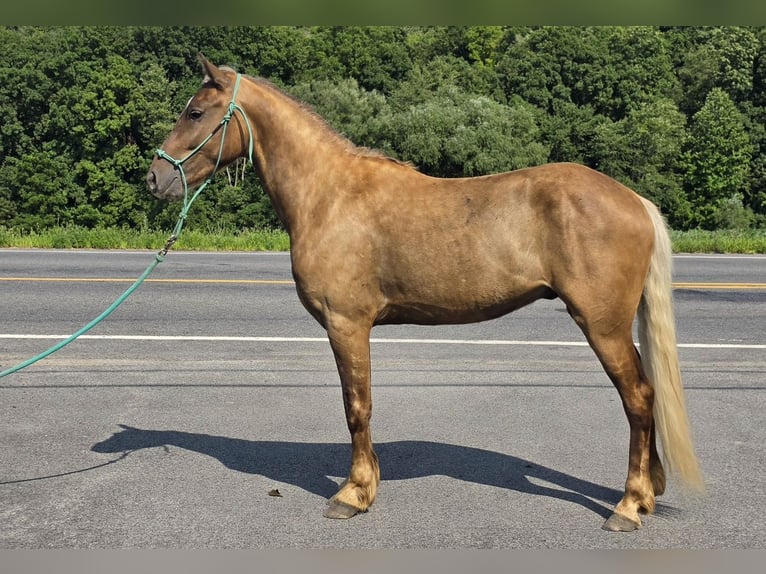 Fries paard Ruin 3 Jaar Champagne in Lyons