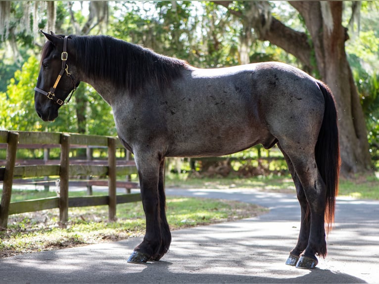 Fries paard Mix Ruin 3 Jaar Roan-Blue in Ocala