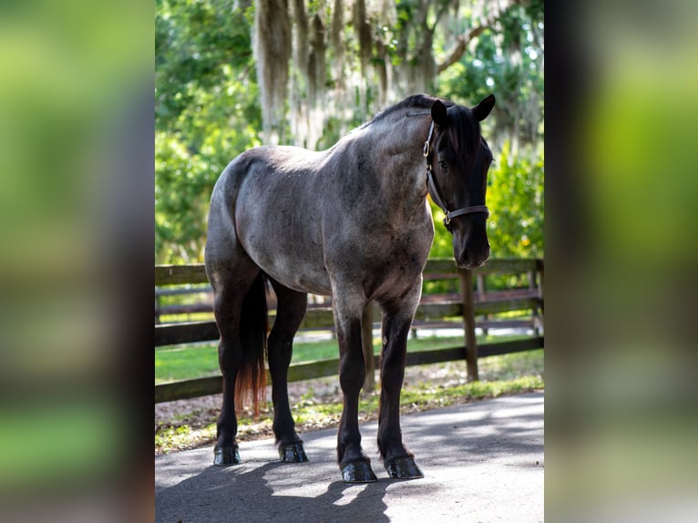 Fries paard Mix Ruin 3 Jaar Roan-Blue in Ocala