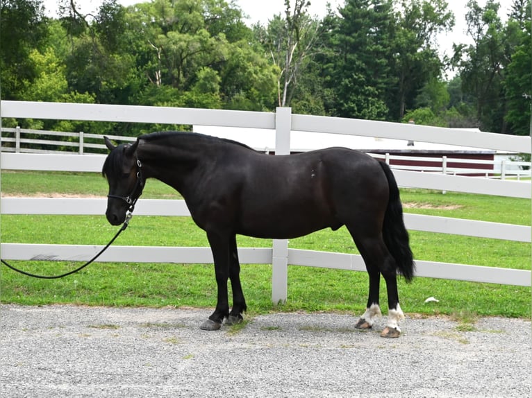 Fries paard Ruin 4 Jaar 137 cm Zwart in Sturgis Mi