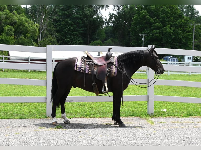 Fries paard Ruin 4 Jaar 137 cm Zwart in Sturgis Mi