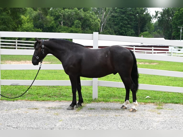 Fries paard Ruin 4 Jaar 137 cm Zwart in Sturgis Mi