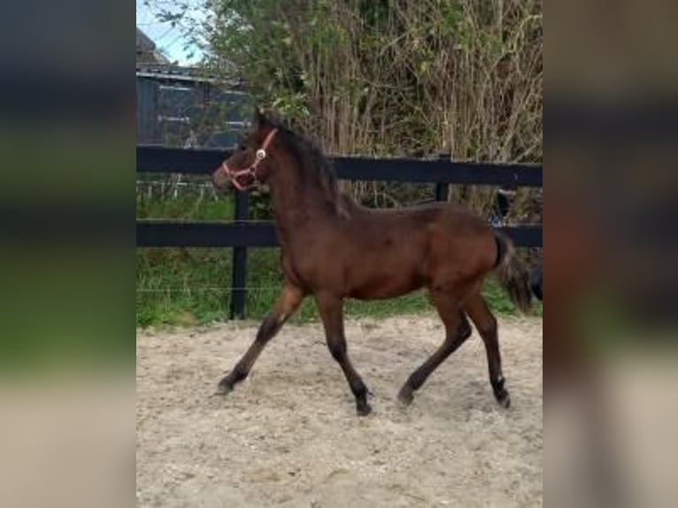 Fries paard Mix Ruin 4 Jaar 152 cm Bruin in Nieuw-Buinen
