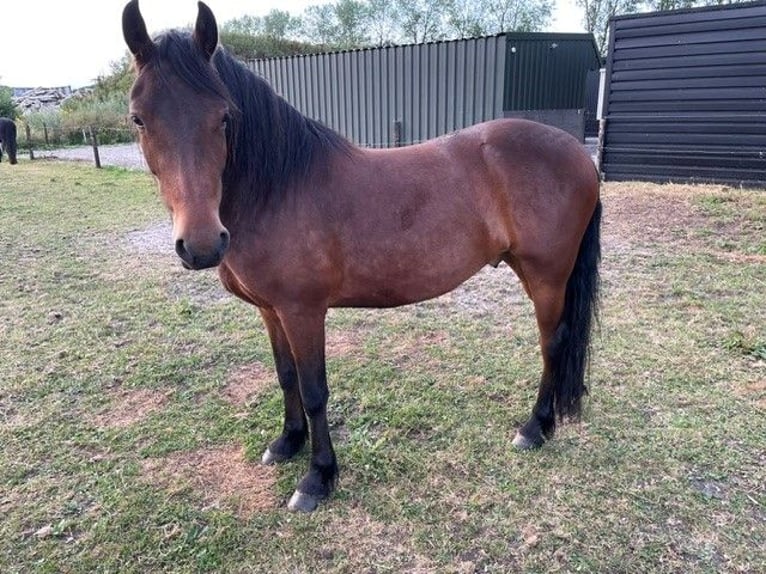 Fries paard Mix Ruin 4 Jaar 152 cm Bruin in Nieuw-Buinen