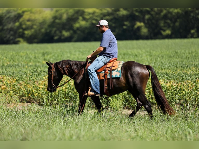 Fries paard Ruin 4 Jaar 152 cm Zwart in Santa Fe