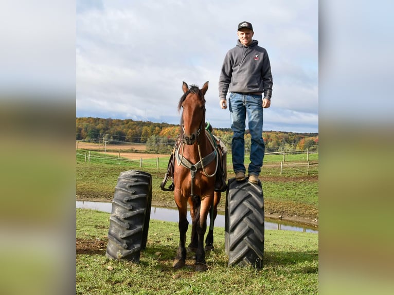 Fries paard Ruin 4 Jaar 155 cm Roodbruin in Warsaw NY