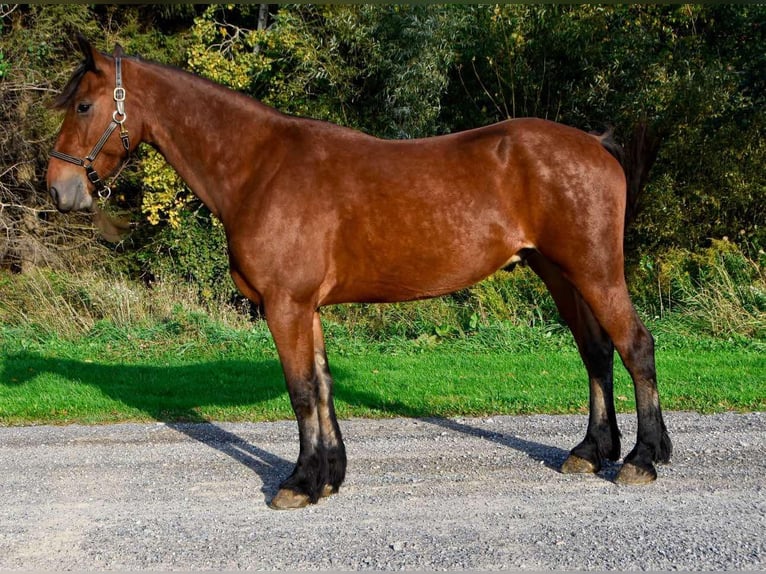 Fries paard Ruin 4 Jaar 155 cm Roodbruin in Warsaw NY