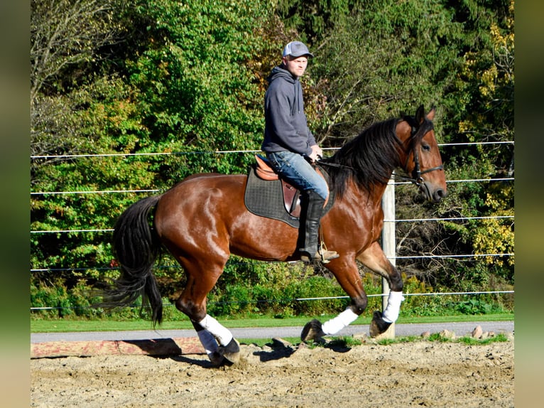 Fries paard Ruin 4 Jaar 155 cm Roodbruin in Warsaw NY