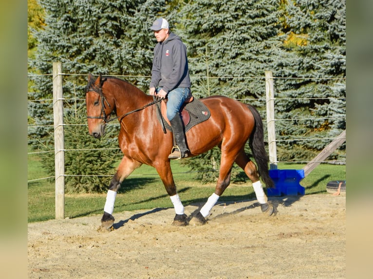 Fries paard Ruin 4 Jaar 155 cm Roodbruin in Warsaw NY