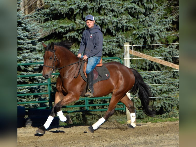 Fries paard Ruin 4 Jaar 155 cm Roodbruin in Warsaw NY