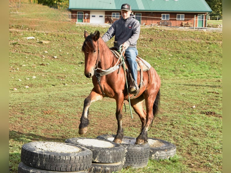 Fries paard Ruin 4 Jaar 155 cm Roodbruin in Warsaw NY