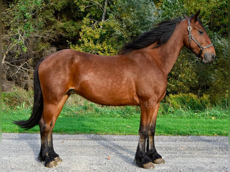 Fries paard Ruin 4 Jaar 155 cm Roodbruin in Warsaw NY