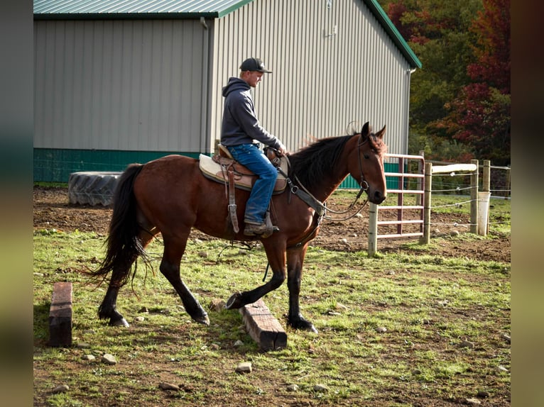 Fries paard Ruin 4 Jaar 155 cm Roodbruin in Warsaw NY