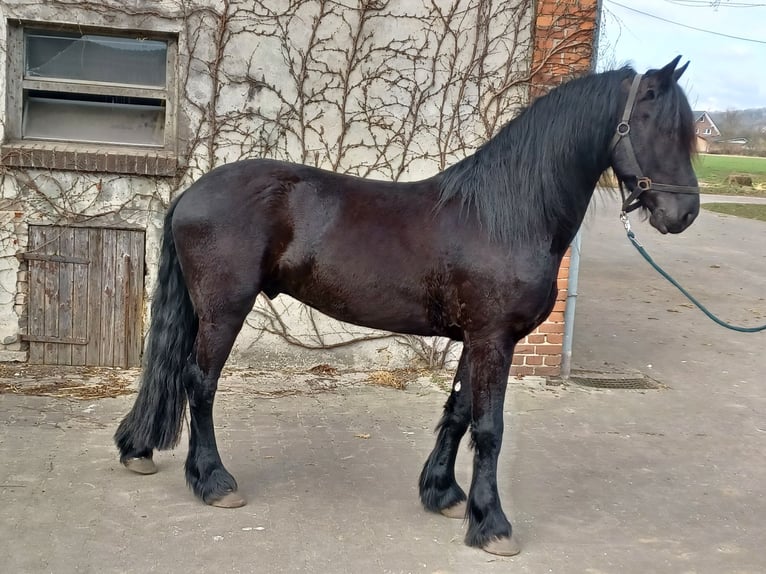 Fries paard Ruin 4 Jaar 155 cm Zwart in Tecklenburg