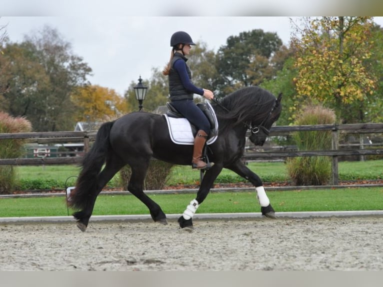 Fries paard Ruin 4 Jaar 155 cm Zwart in Lunteren