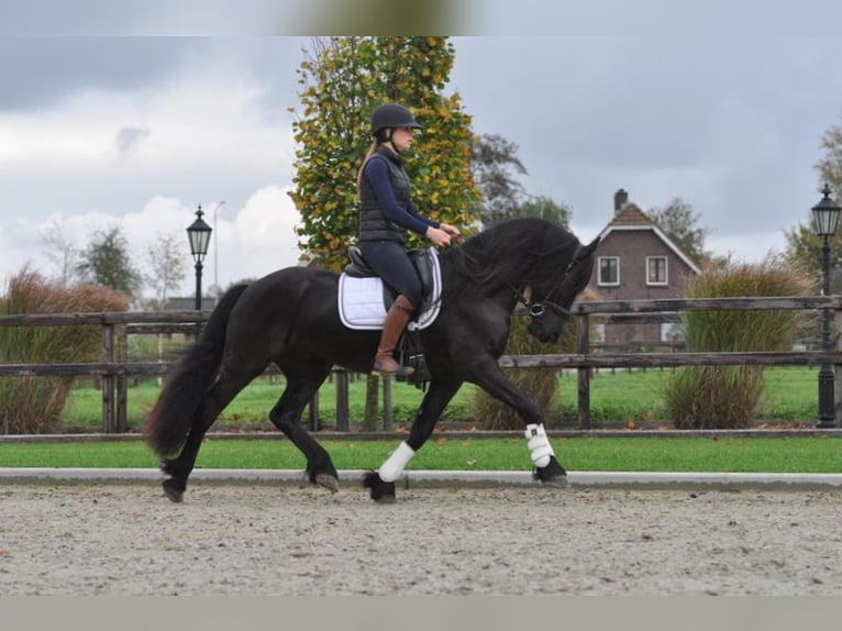 Fries paard Ruin 4 Jaar 155 cm Zwart in Lunteren