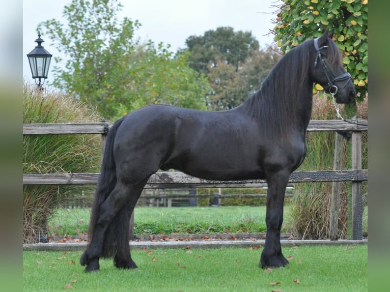 Fries paard Ruin 4 Jaar 155 cm Zwart in Lunteren