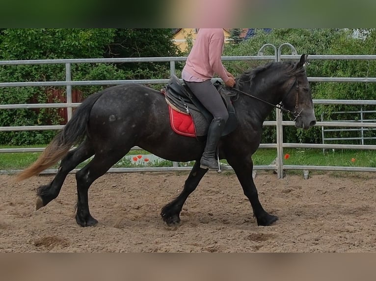 Fries paard Mix Ruin 4 Jaar 155 cm Zwartschimmel in Rudersdorf