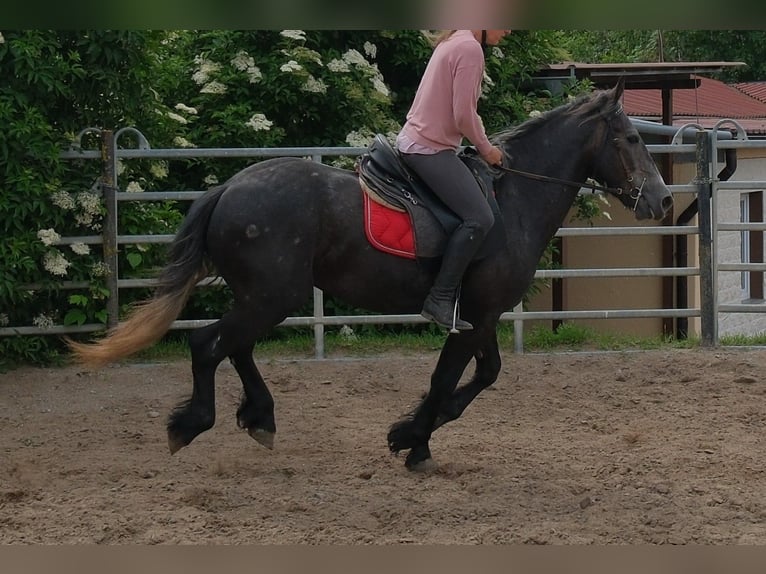 Fries paard Mix Ruin 4 Jaar 155 cm Zwartschimmel in Rudersdorf